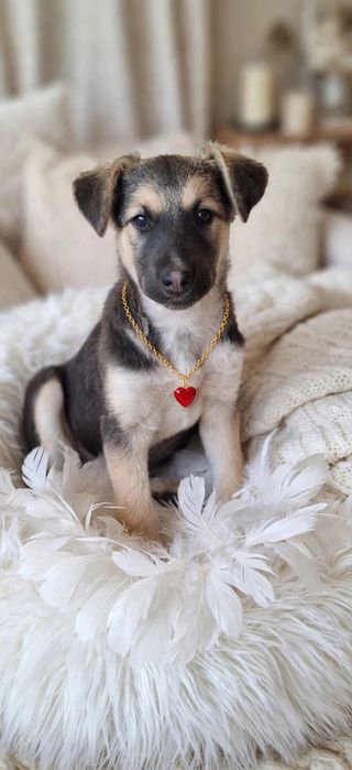 Красивые щенки в поисках дома!!