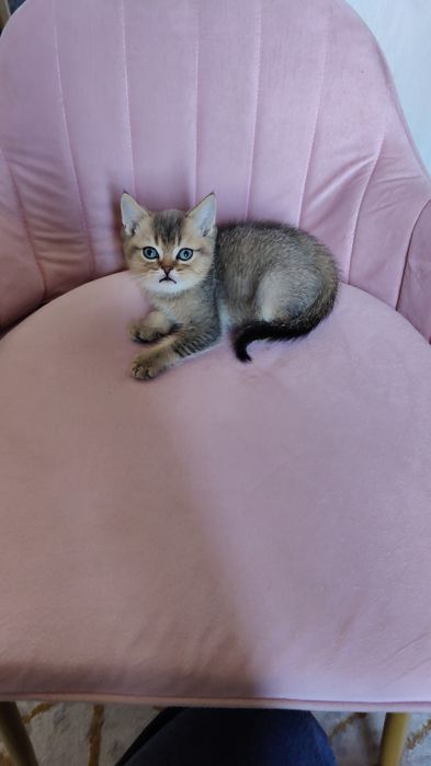 Котята от Шиншиллы