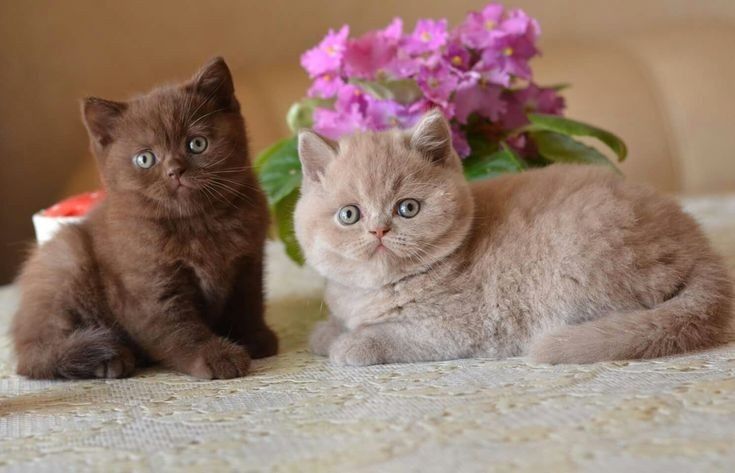 Вязка, британского кота