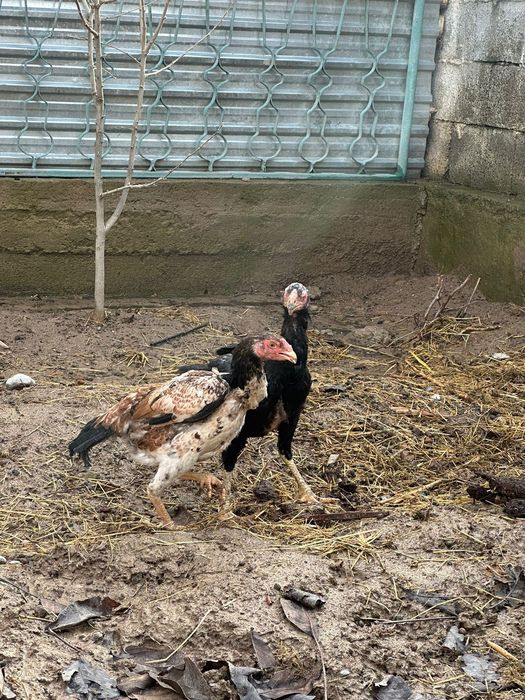 Дакандар сатылады