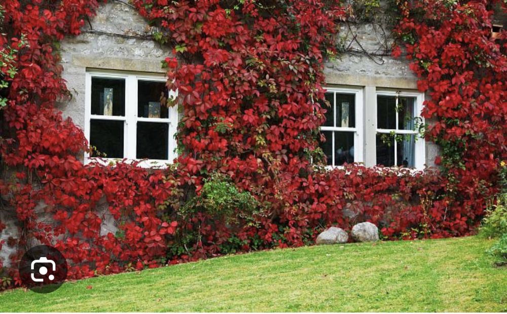 Девичий виноград