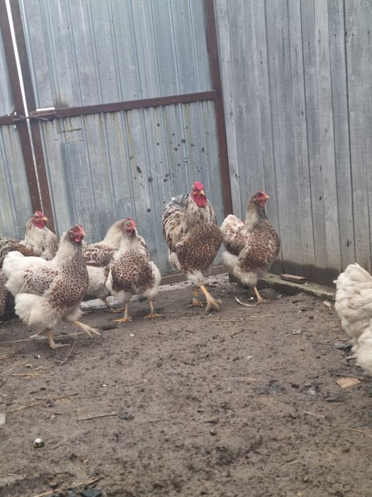 40 oua Wyandotte disponibile