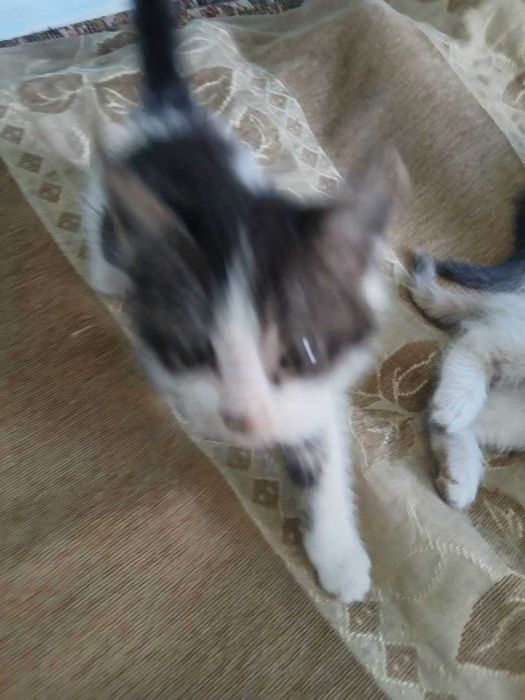 Отдам котят бесплатно