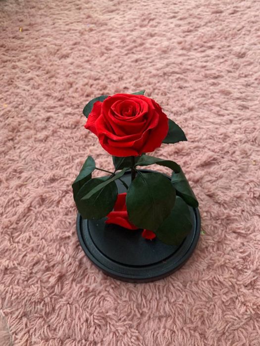 Живая роза в колбе