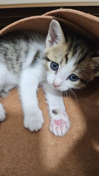 Котята ищут хозяев