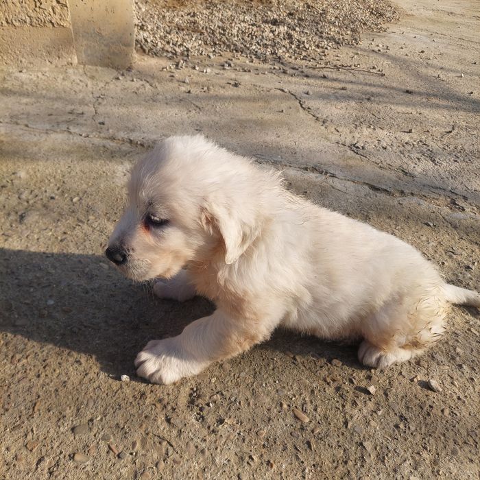 Vând 1 mascul ciobănesc