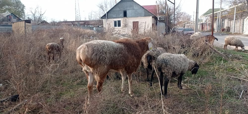 Арашан қошқар сатылады