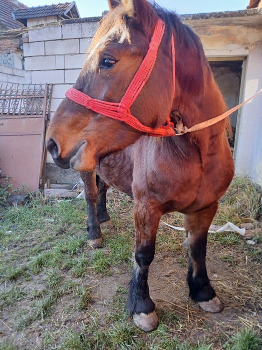 Manza de 3/4 ani de vânzare