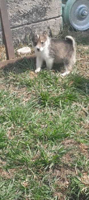 В продаже щенки лайки