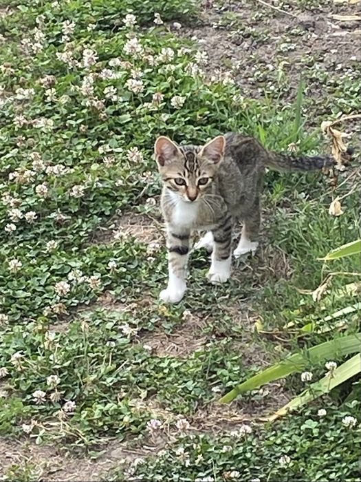 Pisoi adoptie in Maldaresti Valcea
