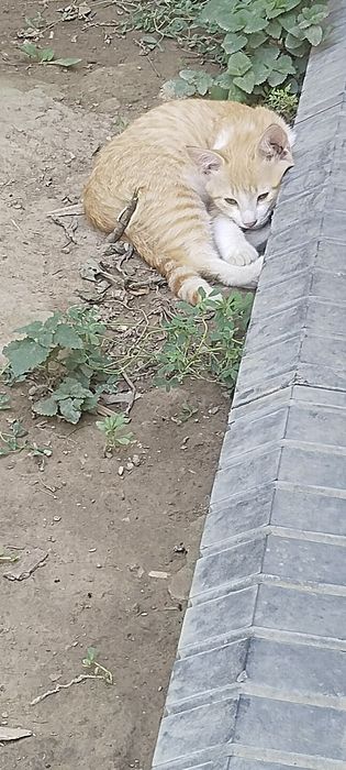 Продаю котят  3 месяца приучены к лотку