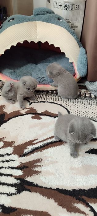 Котята британские