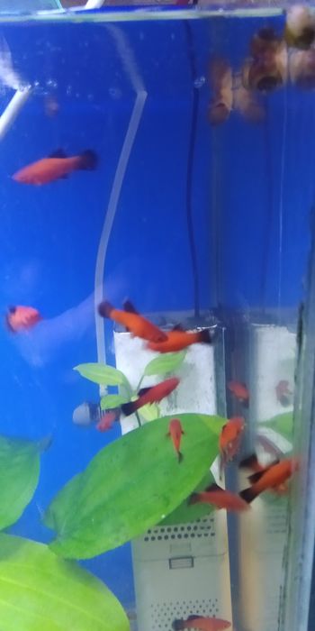 Продам флаговых меченосцев берлинских. Молодь.