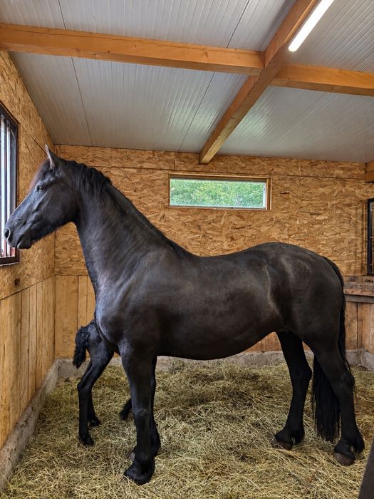 Mânza Friesian/Frizian