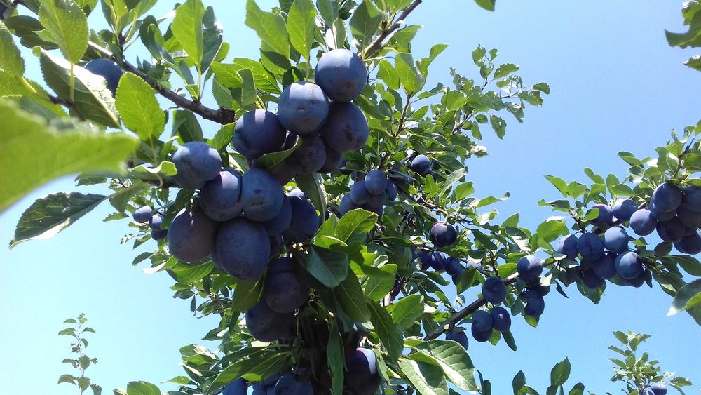 Prune Stanley de vanzare