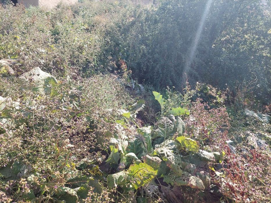 Uchastka yer maydoni dacha un ajoyib joy