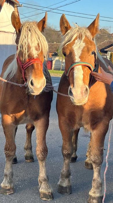 Vând ce se vede în poză