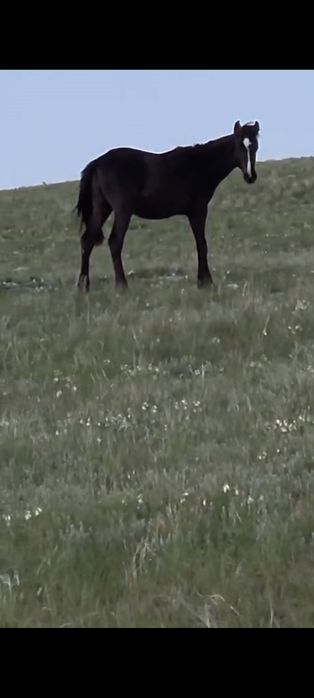Еркек тай сатылады