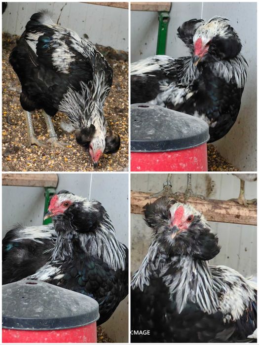 Cocosi cu favoriti rasa pura araucana argintiu potarnichiu gat auriu