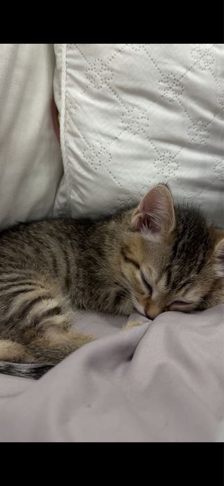 Отдадим кошку в хорошие руки