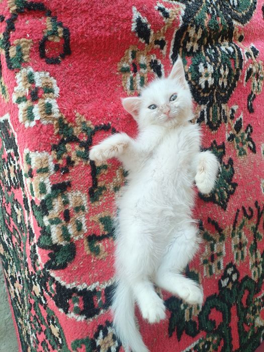 Одам котёнка бесплатно
