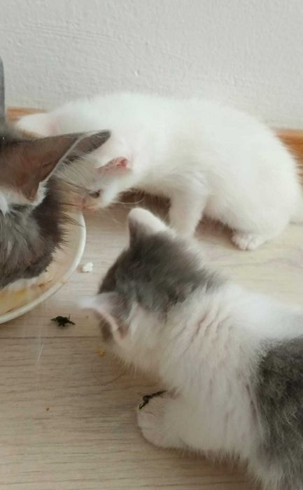 Котёнки 2 месяца