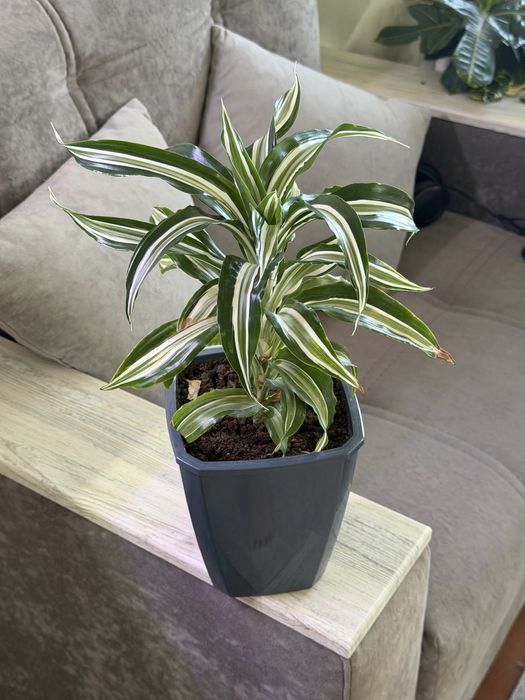 Продам комнатные растения