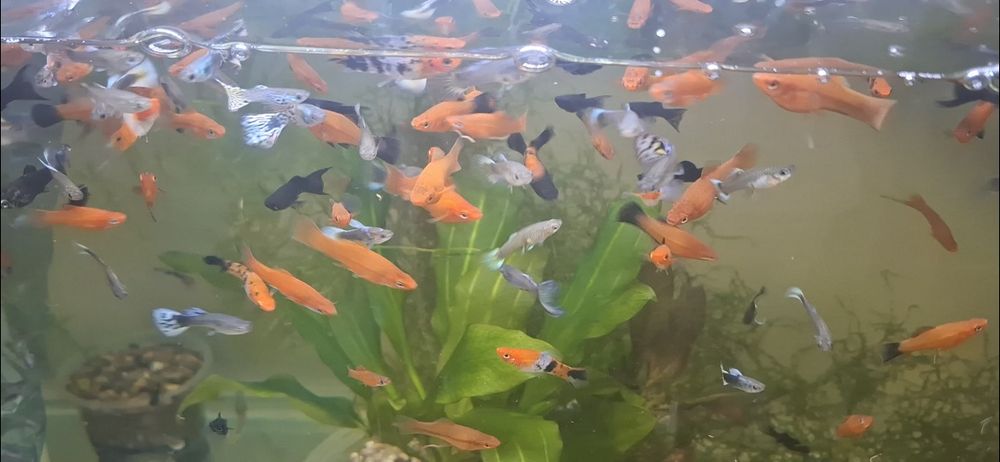 Акварим учун баликлар