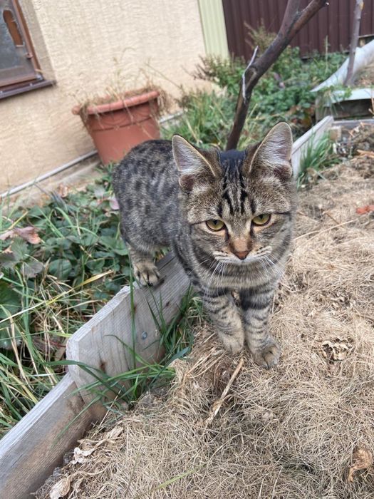 Отдадим котят бесплатно