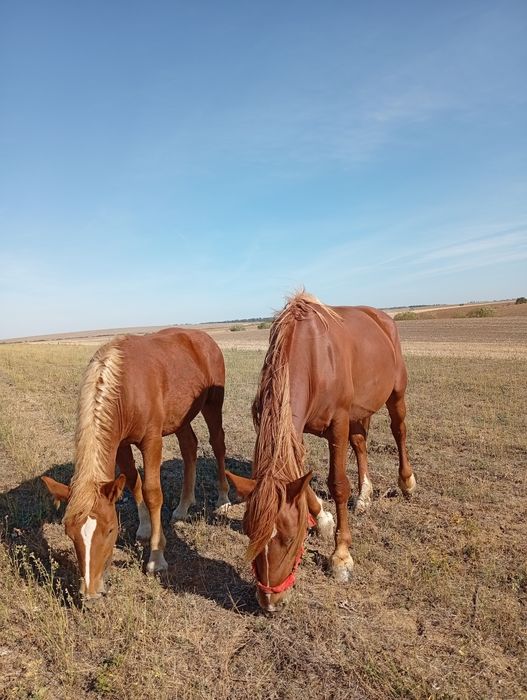 Iapă de vânzare și o mânză de 8 lunii noiembrie