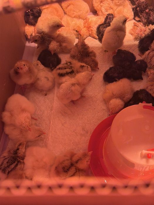 Цыплята брама суточные