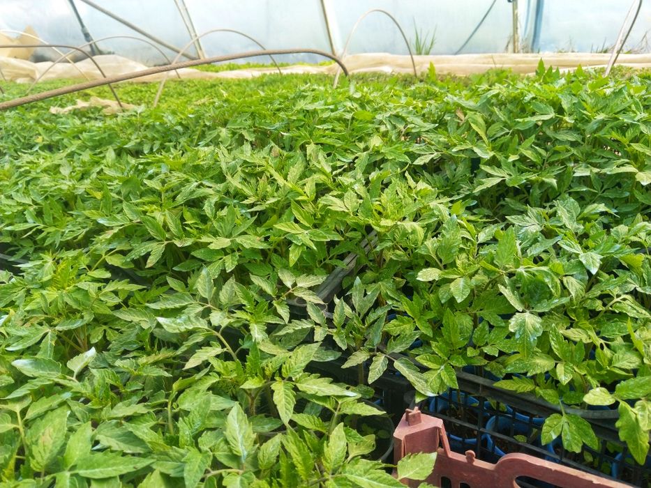 Ранни домати разсад