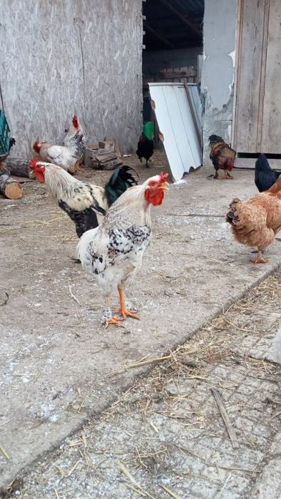 Vand 8 cocoși foarte frumosi