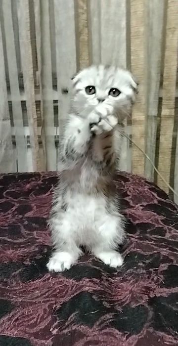 Две вислоухие девочки. Скоттиш Фолд.