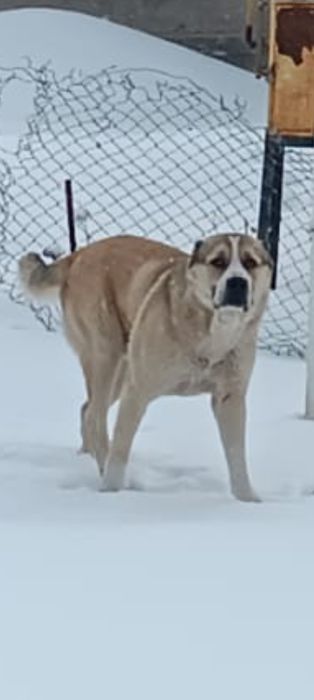 Алабай күшіктерр