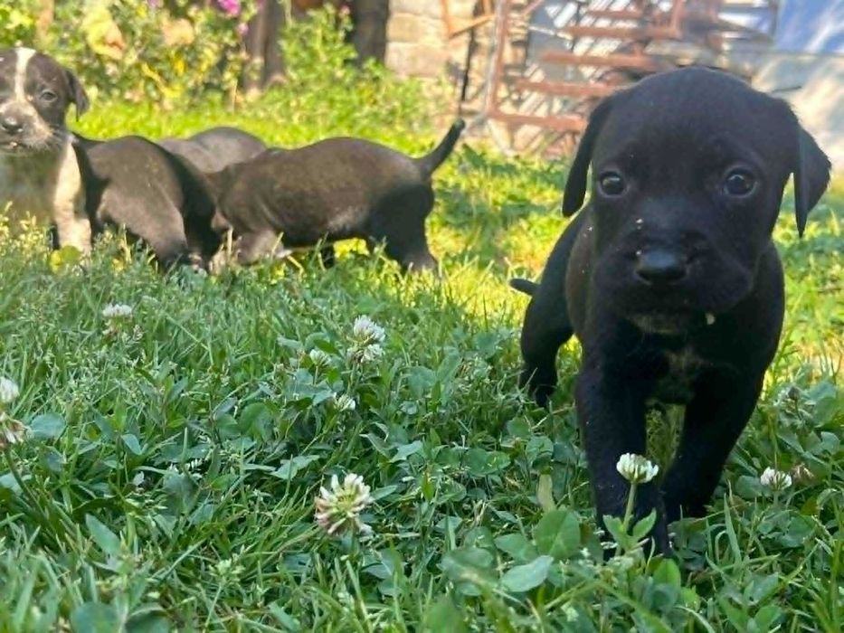 Donez căței din rasa pointer, au 4 săptămâni