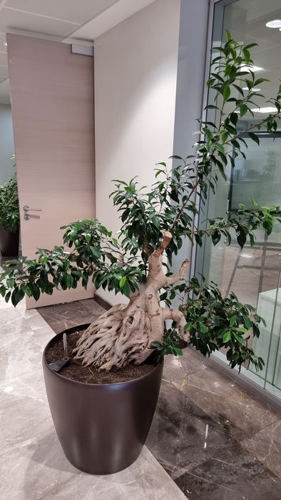 Пересадка Офисных и Комнатных растений уход