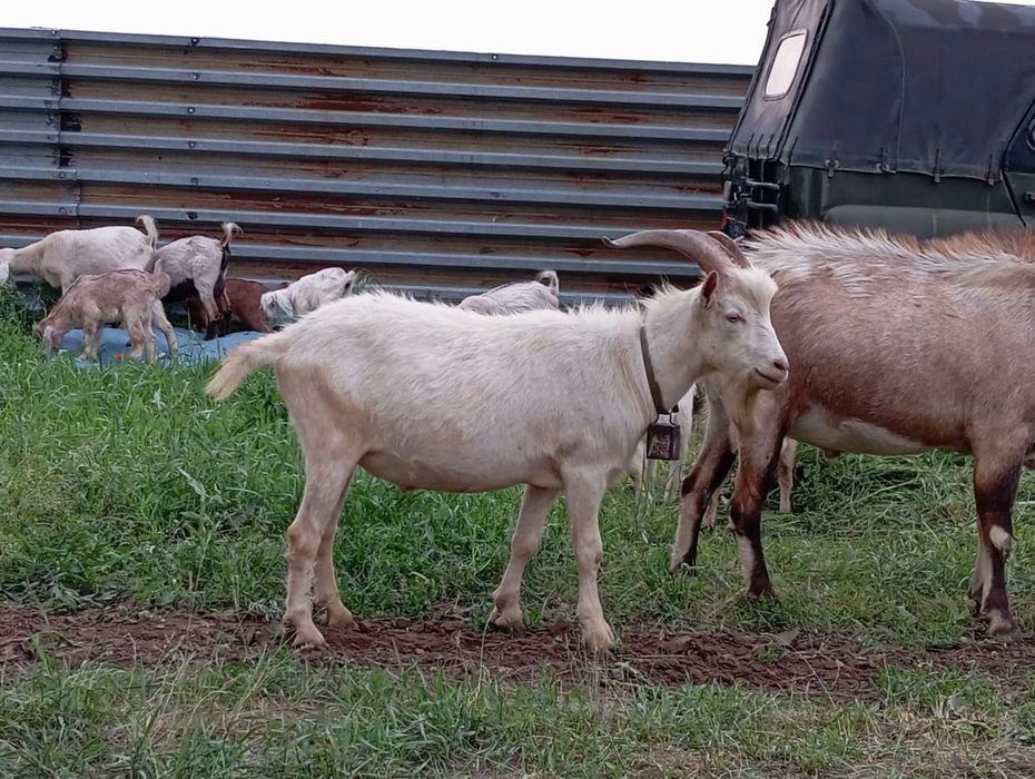 Зааненски теке сатылады