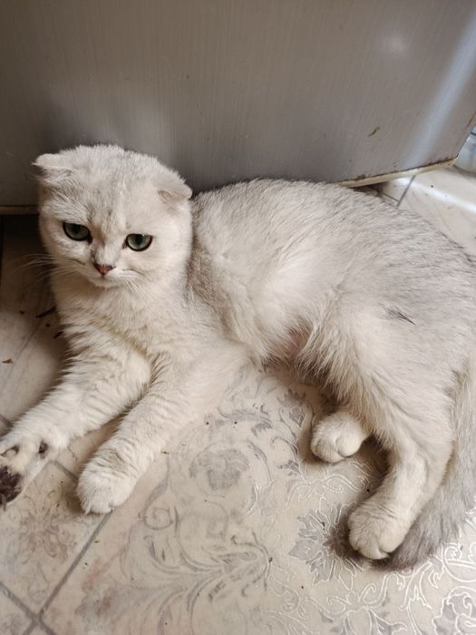 Продам породистых котят