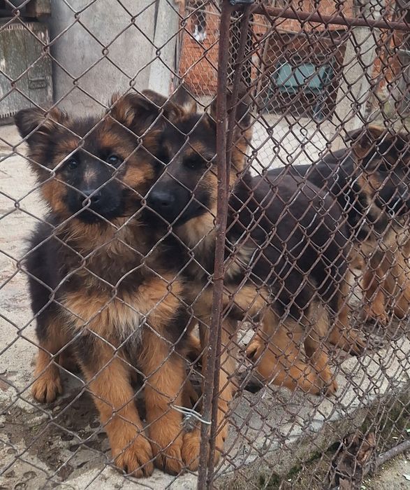 Немска овчарка!!!