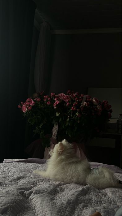 продаю щенка, щпиц