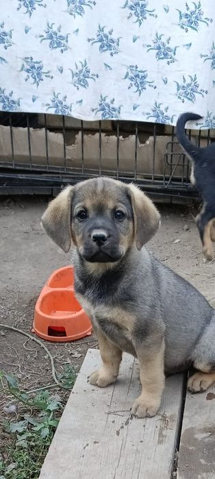 Отдам щенка- девочку в хорошие руки