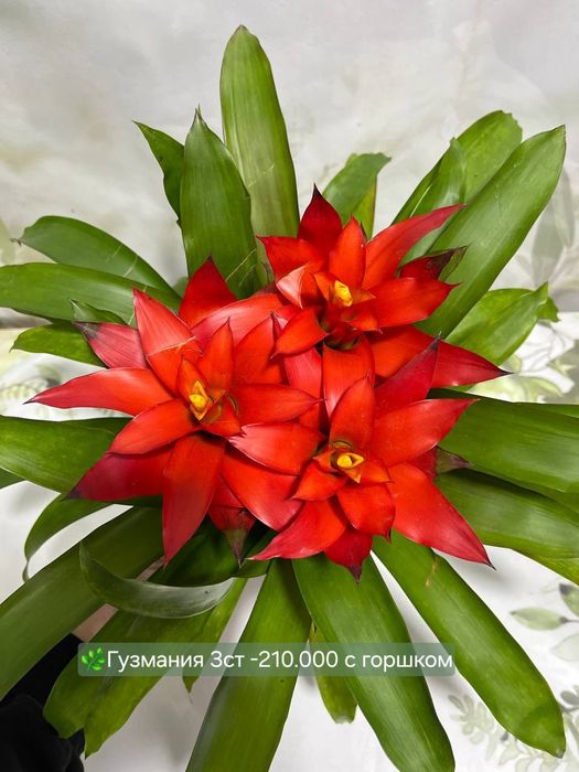 Хойя, Гузмания, Калатея Антуриум и др