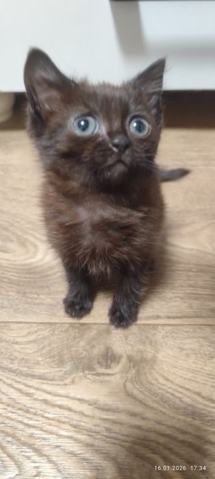 Отдам котенка даром