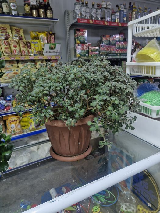 Продам комнатные цветом