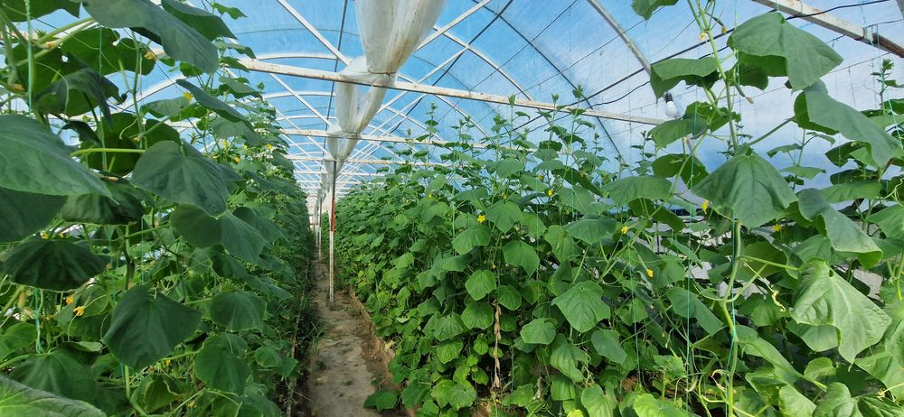 Продам теплица каркас