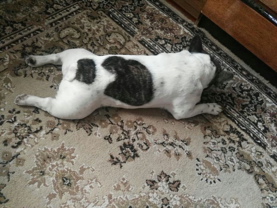 Вязка французский бульдог