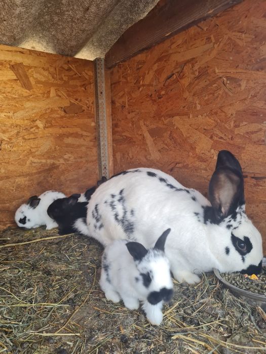 Vând iepuri fluture german