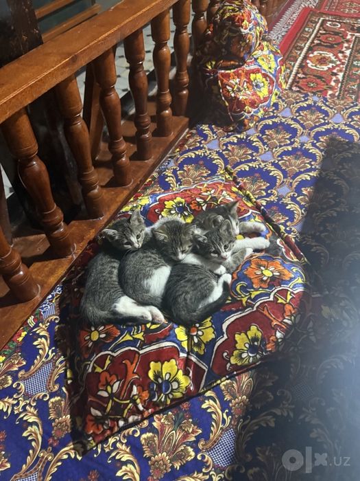 мушикчалар пишиклар