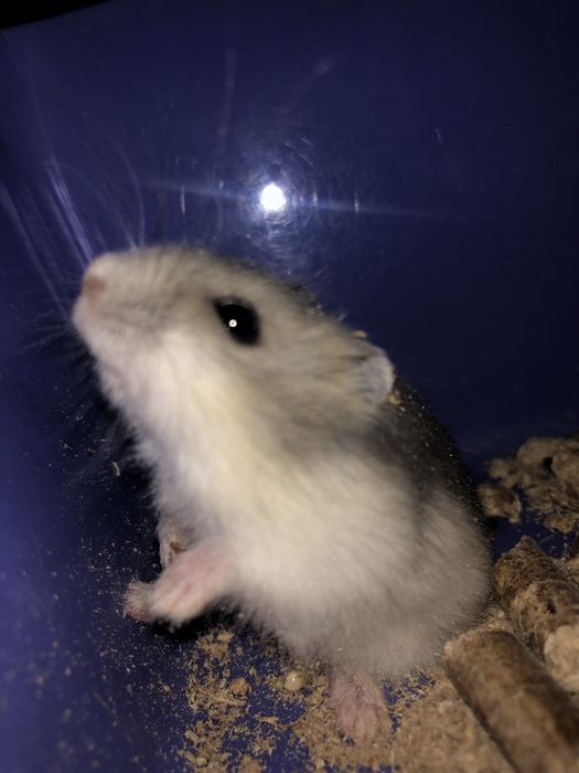 Ждунгарский хомяк